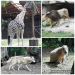 ND_3r_ZOO_31_5_2022_4