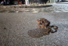 Image-48